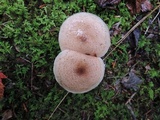Armillaria gallica image