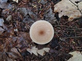 Armillaria gallica image