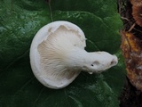 Pleurotus dryinus image