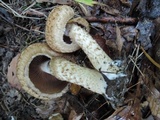 Lacrymaria echiniceps image