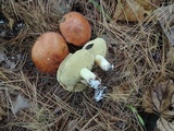 Suillus brevipes image
