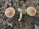 Suillus acidus image