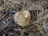 Suillus acidus image