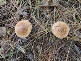 Suillus acidus image