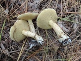 Suillus acidus image