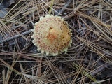 Suillus americanus image