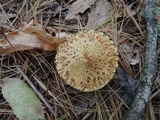 Suillus americanus image