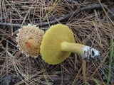 Suillus americanus image