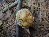 Suillus americanus image