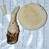 Amanita subcokeri image