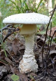 Amanita subcokeri image