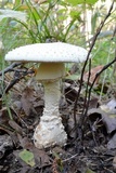 Amanita subcokeri image