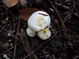 Hygrophorus chrysodon image