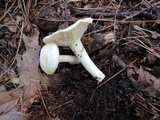 Hygrophorus chrysodon image