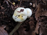 Hygrophorus chrysodon image