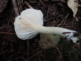 Hygrophorus chrysodon image