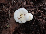 Hygrophorus chrysodon image