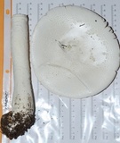 Amanita polypyramis image