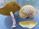 Suillus hirtellus image