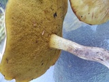 Suillus hirtellus image