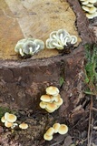 Hypholoma capnoides image