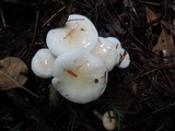 Hygrophorus eburneus image