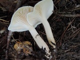 Hygrophorus eburneus image