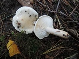 Hygrophorus eburneus image