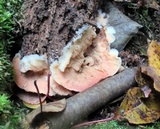 Merulius tremellosus image
