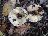 Lactarius maculatipes image