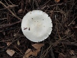 Tricholoma inamoenum image