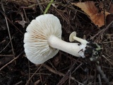 Tricholoma inamoenum image