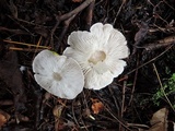 Tricholoma scalpturatum image
