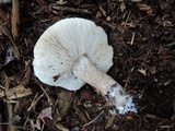 Tricholoma atrosquamosum image