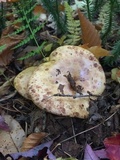 Paxillus involutus image
