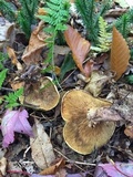 Paxillus involutus image