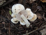 Hebeloma crustuliniforme image