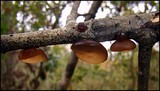 Exidia recisa image