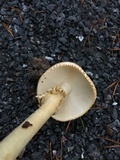 Echinoderma asperum image