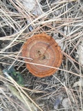 Coltricia cinnamomea image