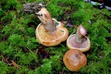 Lactarius rubrilacteus image