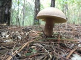 Boletus subcaerulescens image