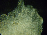 Rhodocybe nitellina image