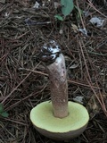 Boletus subcaerulescens image