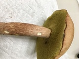 Boletus subcaerulescens image