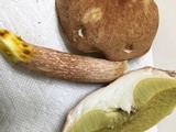 Boletus subcaerulescens image