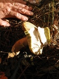 Boletus subtomentosus image