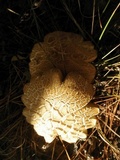 Boletus subtomentosus image