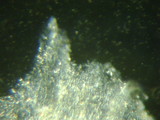 Rhodocybe nitellina image