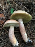 Boletus subcaerulescens image